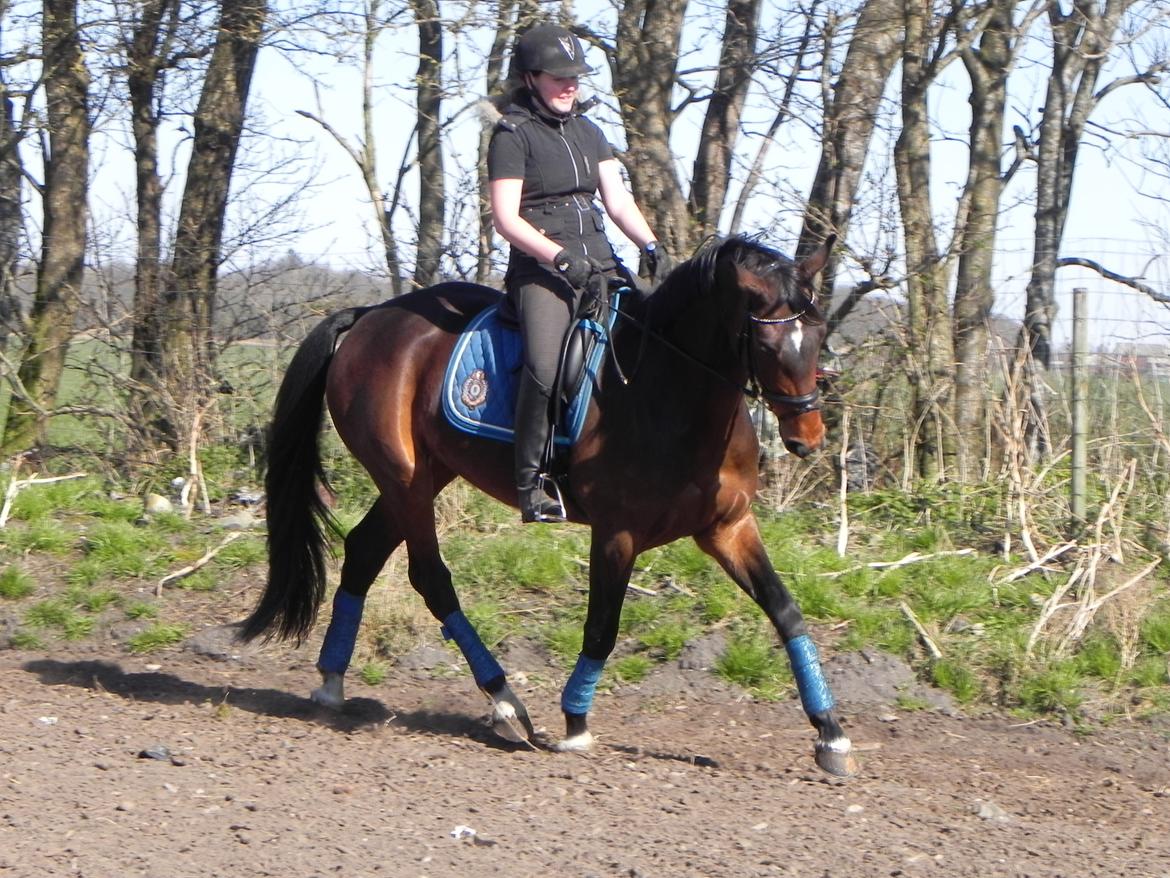 Dansk Varmblod Lisette (Leasy) R.I.P :'( billede 3