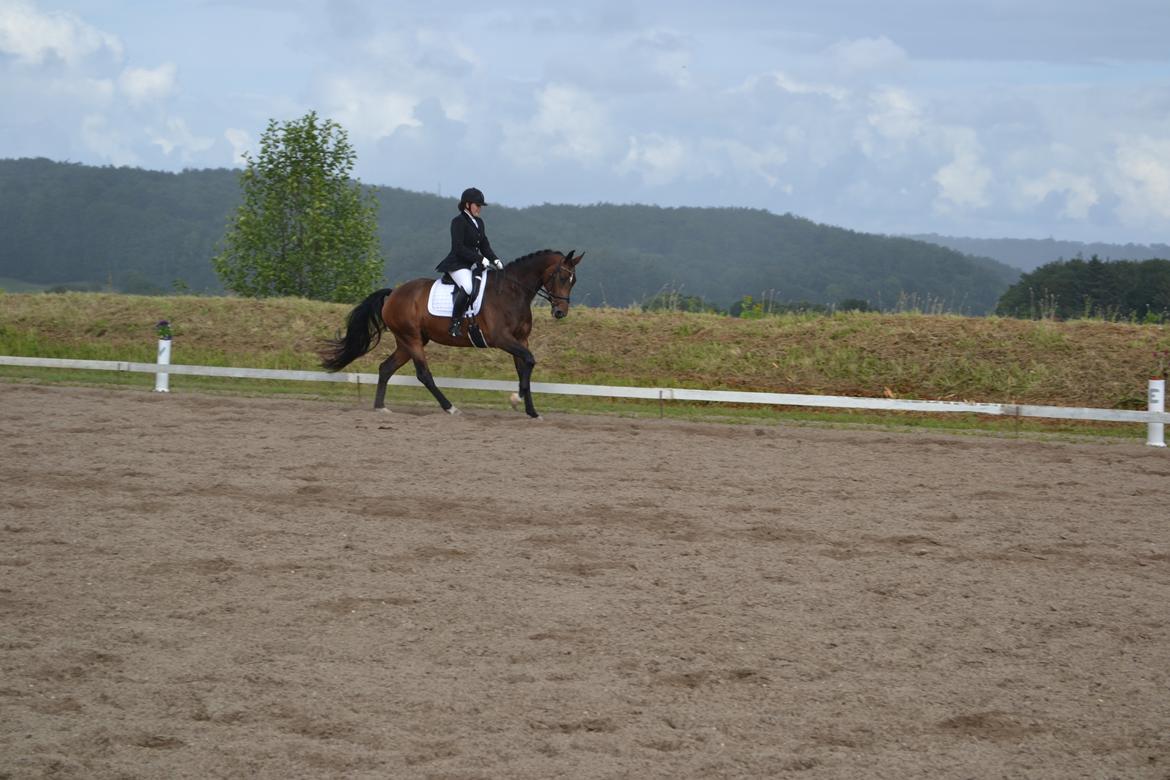 Dansk Varmblod Lisette (Leasy) R.I.P :'( billede 5