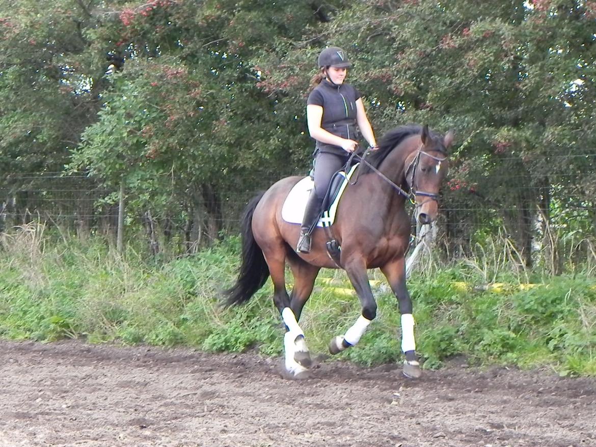 Dansk Varmblod Lisette (Leasy) R.I.P :'( billede 6