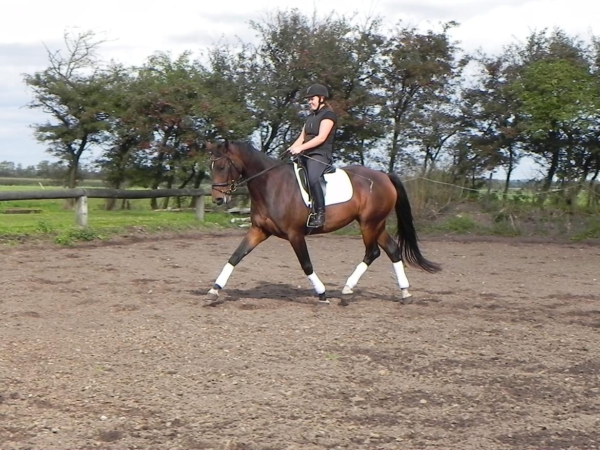 Dansk Varmblod Lisette (Leasy) R.I.P :'( billede 8