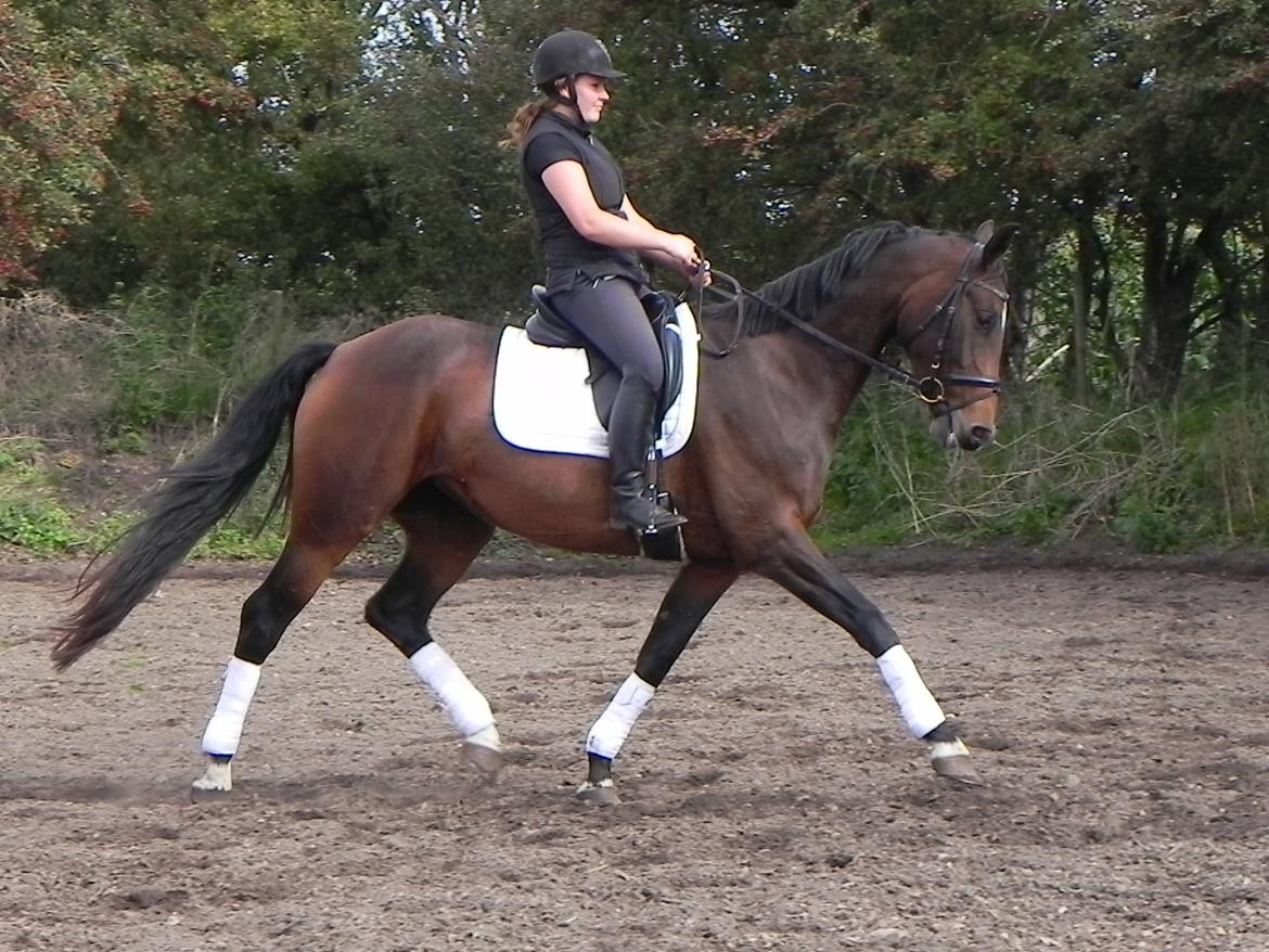 Dansk Varmblod Lisette (Leasy) R.I.P :'( billede 9