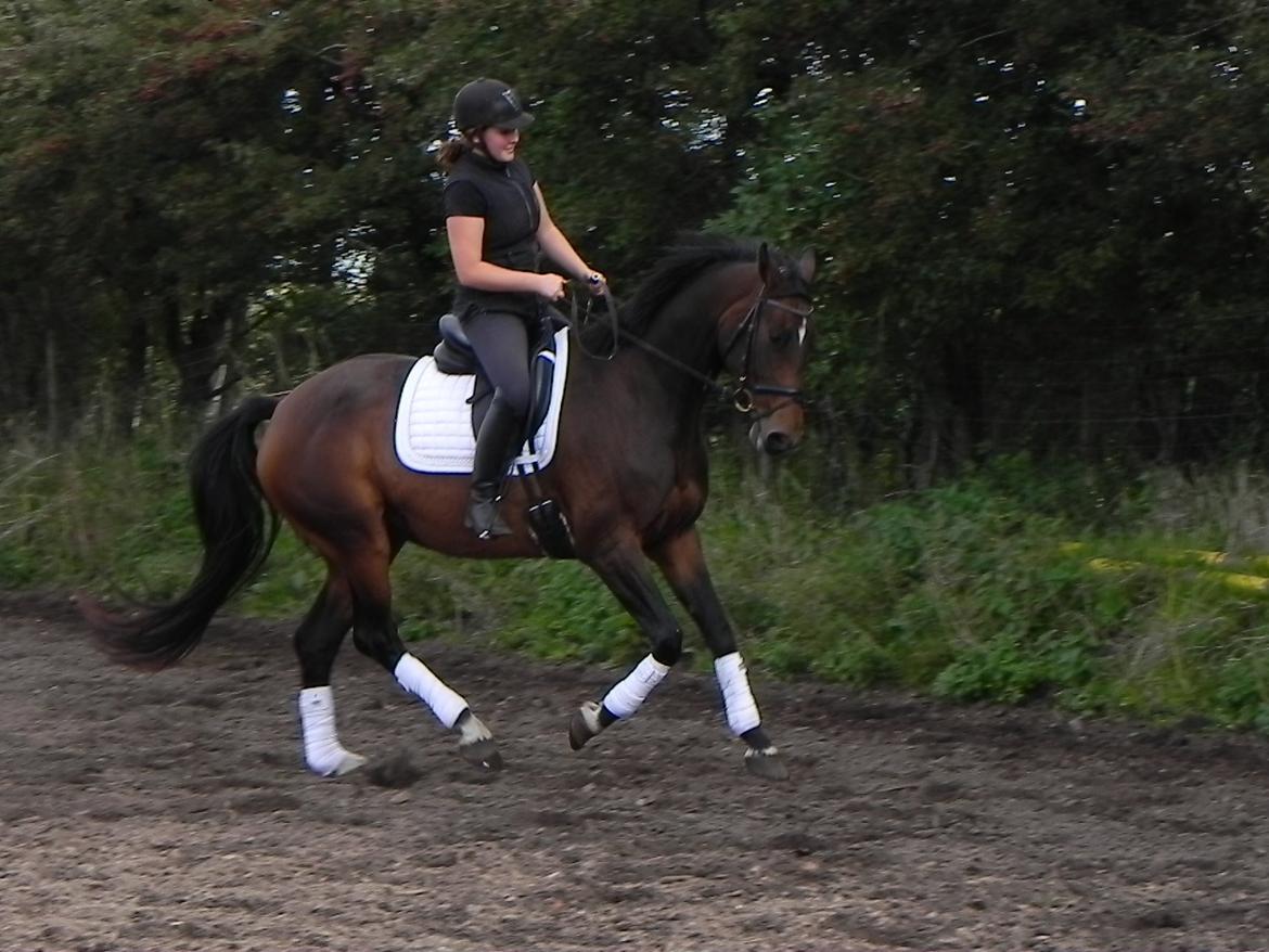 Dansk Varmblod Lisette (Leasy) R.I.P :'( billede 7