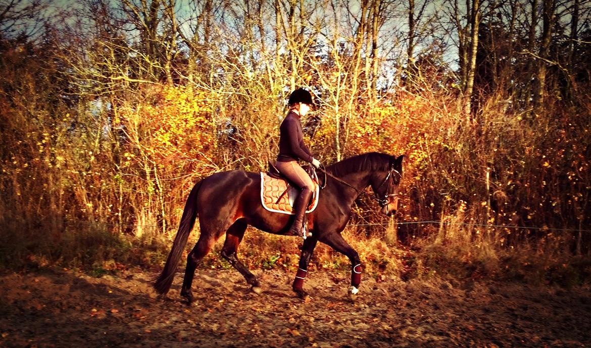 Dansk Varmblod Rangstrupgårdes Dipsy - 1. december 2014 - 3 år og 8 måneder. billede 1