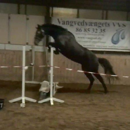 Dansk Varmblod Lanton Danheat - Lanton til løsspring - billedet er taget ud fra video. billede 12