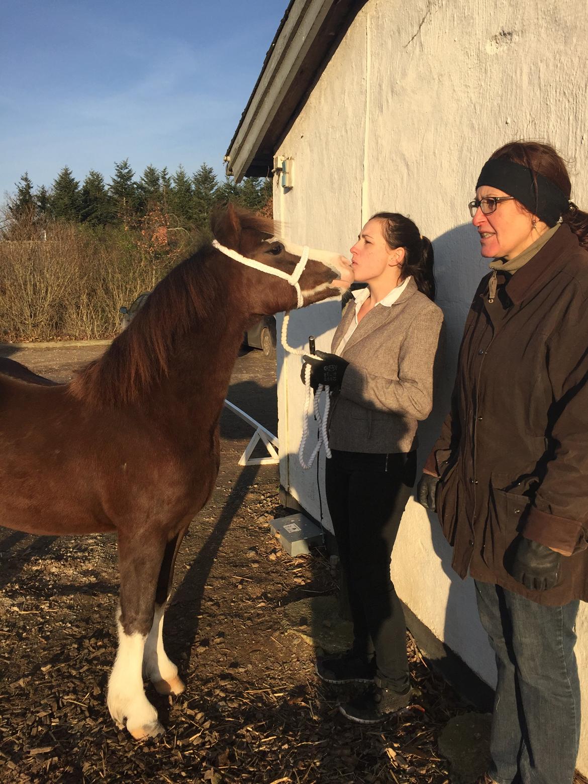 Welsh Pony af Cob-type (sec C) RIP Thers Jitterbug Joker billede 5