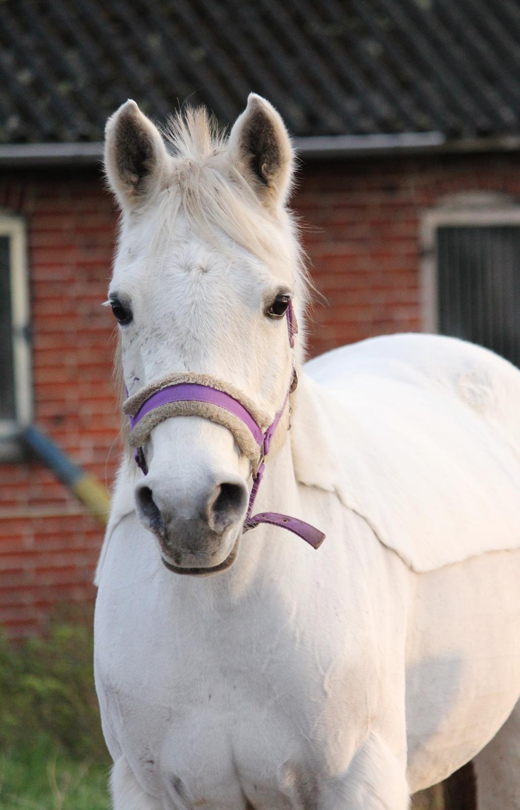 Sportsaraber (A) Jacklyn billede 28