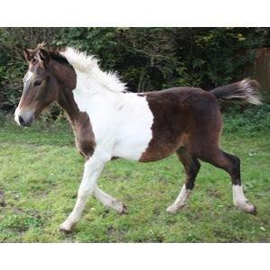 Anden særlig race Walker billede 3