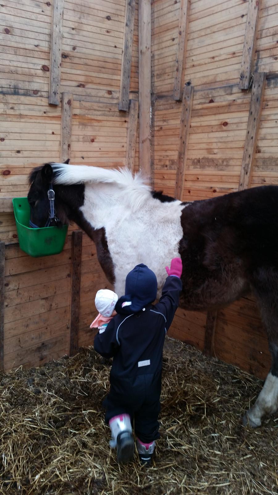 Anden særlig race Walker billede 4