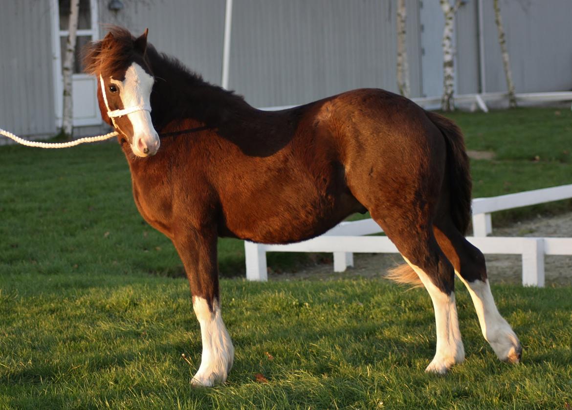 Welsh Pony af Cob-type (sec C) RIP Thers Jitterbug Joker billede 6