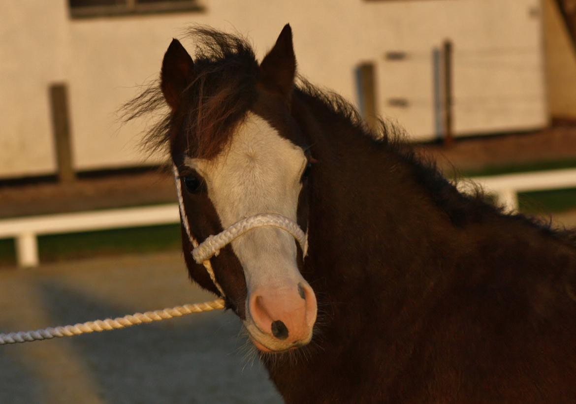 Welsh Pony af Cob-type (sec C) RIP Thers Jitterbug Joker billede 8