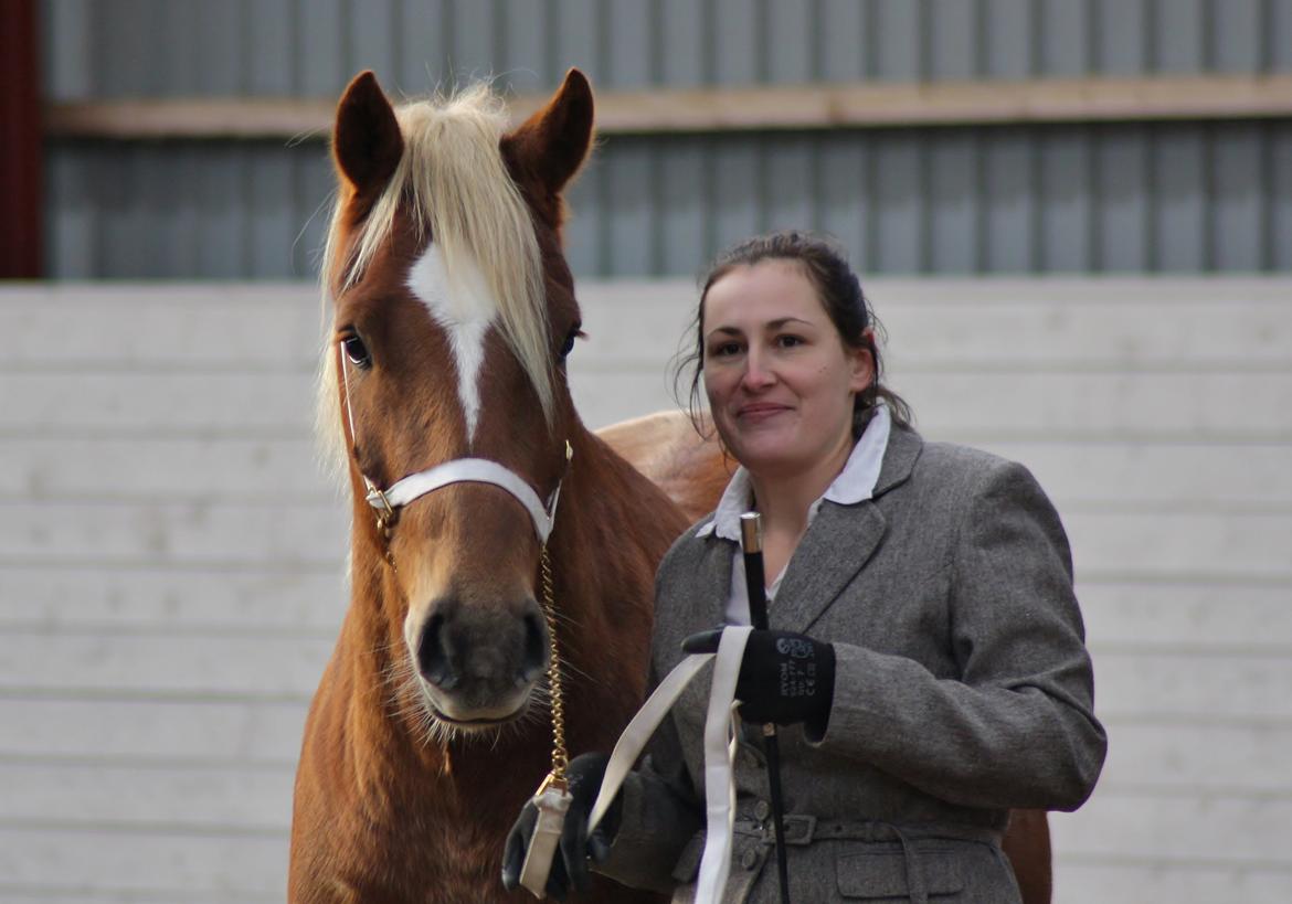 Welsh Cob (sec D) Mr. Roy billede 46