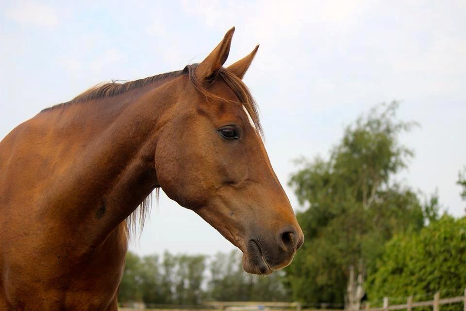 Anden særlig race Spirit billede 14