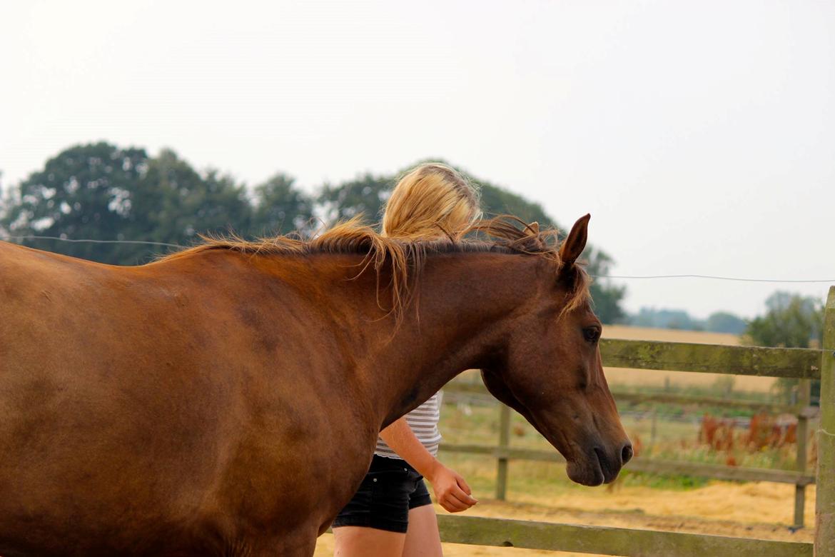 Anden særlig race Spirit billede 18