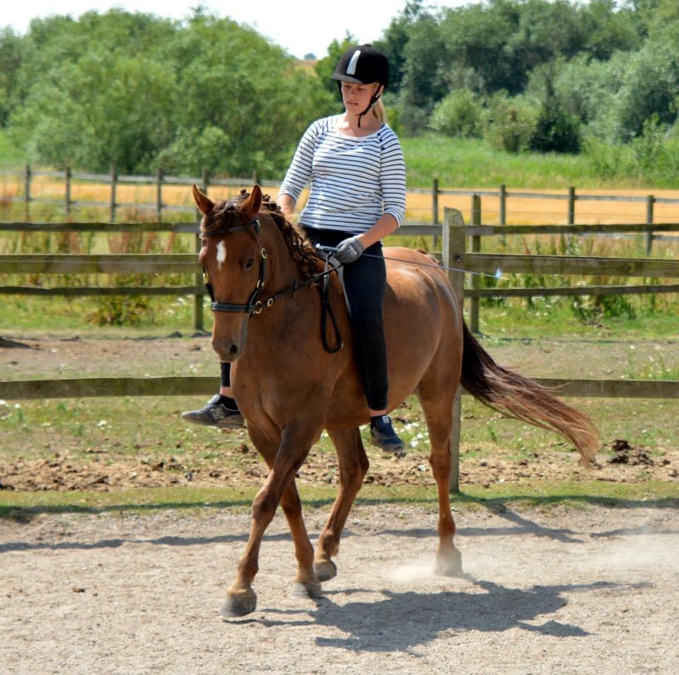 Anden særlig race Spirit billede 10
