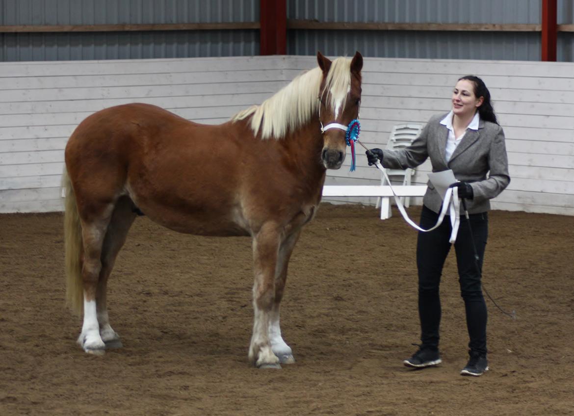 Welsh Cob (sec D) Mr. Roy billede 4