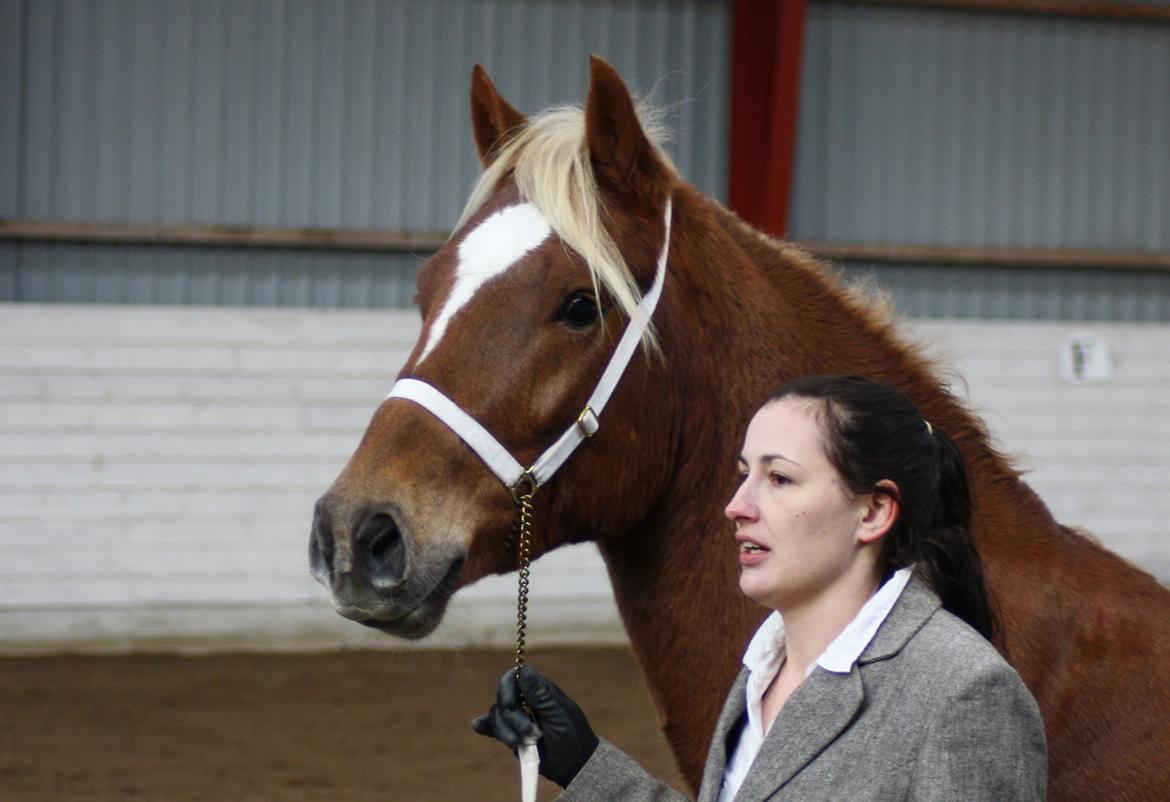Welsh Cob (sec D) Mr. Roy billede 47
