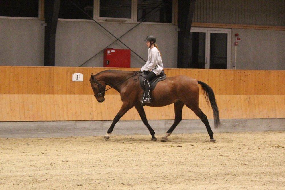 Dansk Varmblod Kanwas Frydenlund - lækkermåsen i Trav D.3.11-14 billede 14