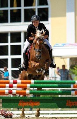 Haflinger Nordan billede 7