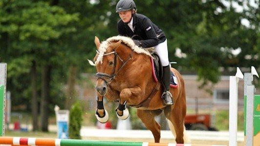 Haflinger Nordan - EM 2012 billede 4