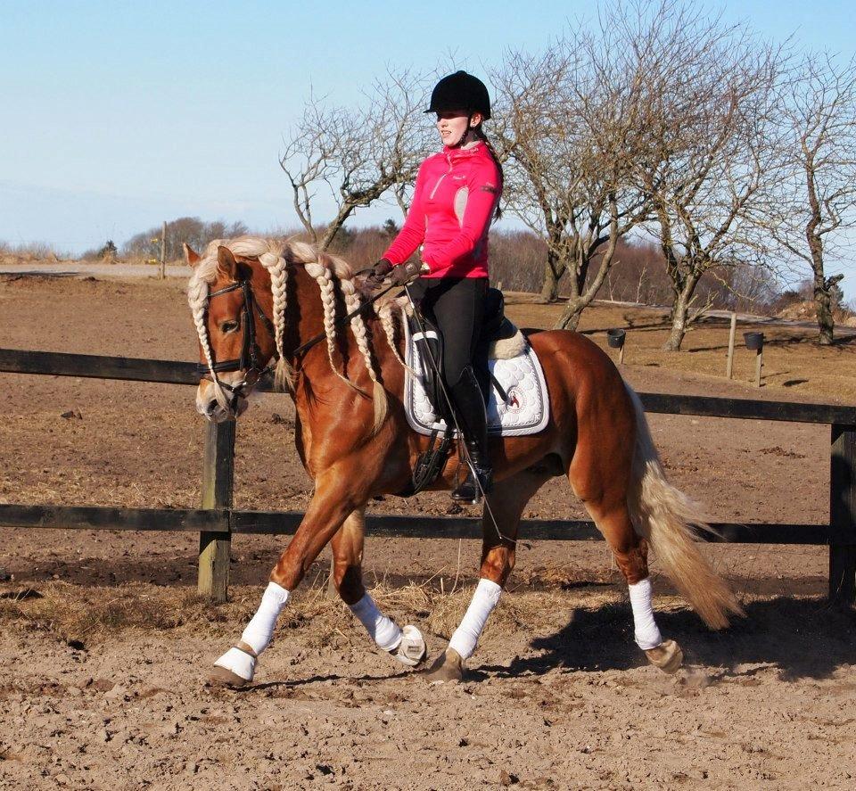 Haflinger Nordan - Vinter 2013 billede 9