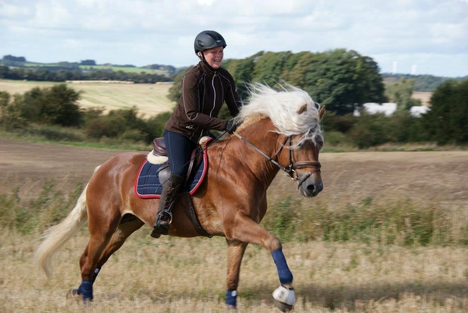 Haflinger Nordan - Sommer 2012 billede 10