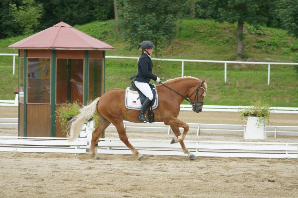 Haflinger Nordan - EM 2012 billede 12