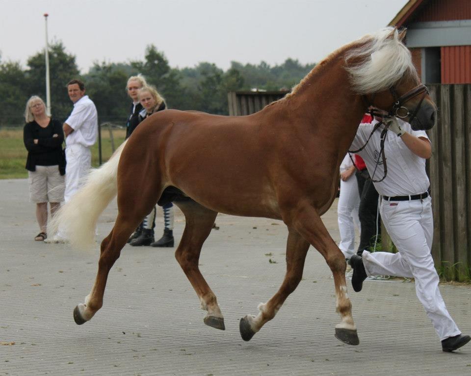 Haflinger Nordan - Kåring 2012 billede 14