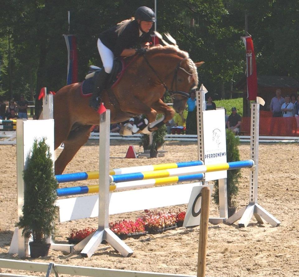 Haflinger Nordan billede 16