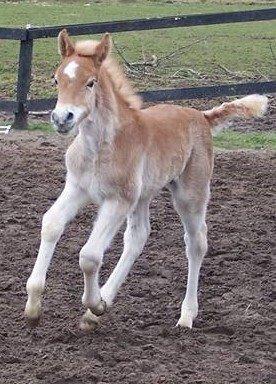 Haflinger Nordan - Som føl 2008 billede 17