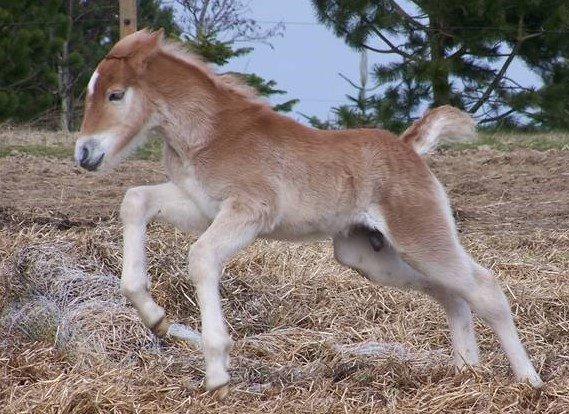 Haflinger Nordan billede 18