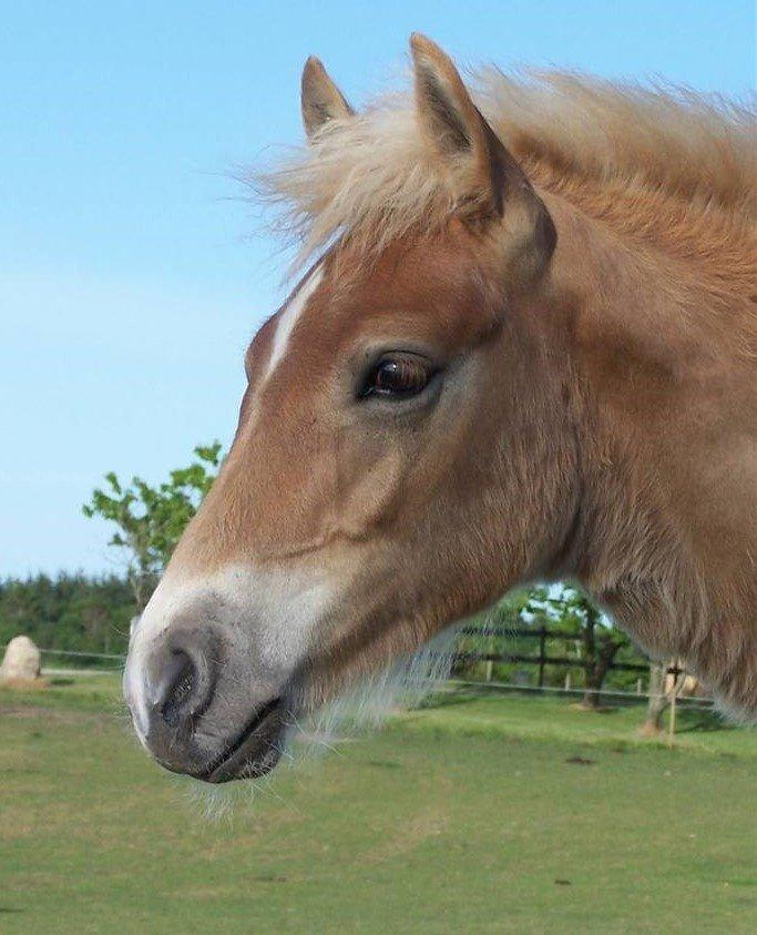 Haflinger Nordan billede 19