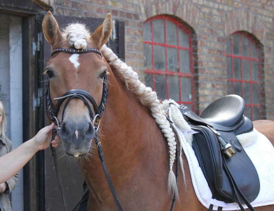 Haflinger Nordan billede 11