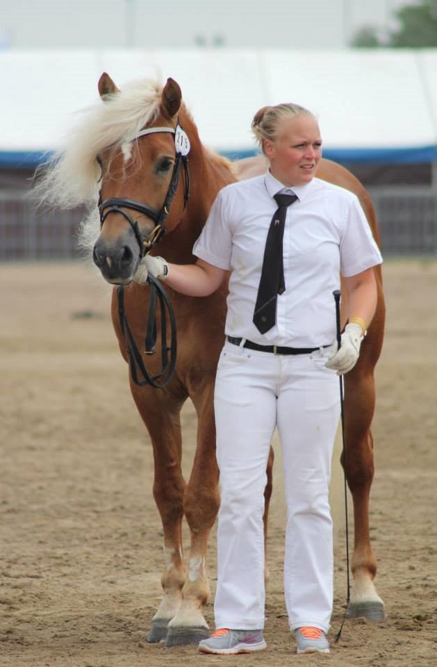 Haflinger Nordan - Landsskuet 2014 - 23 point billede 15