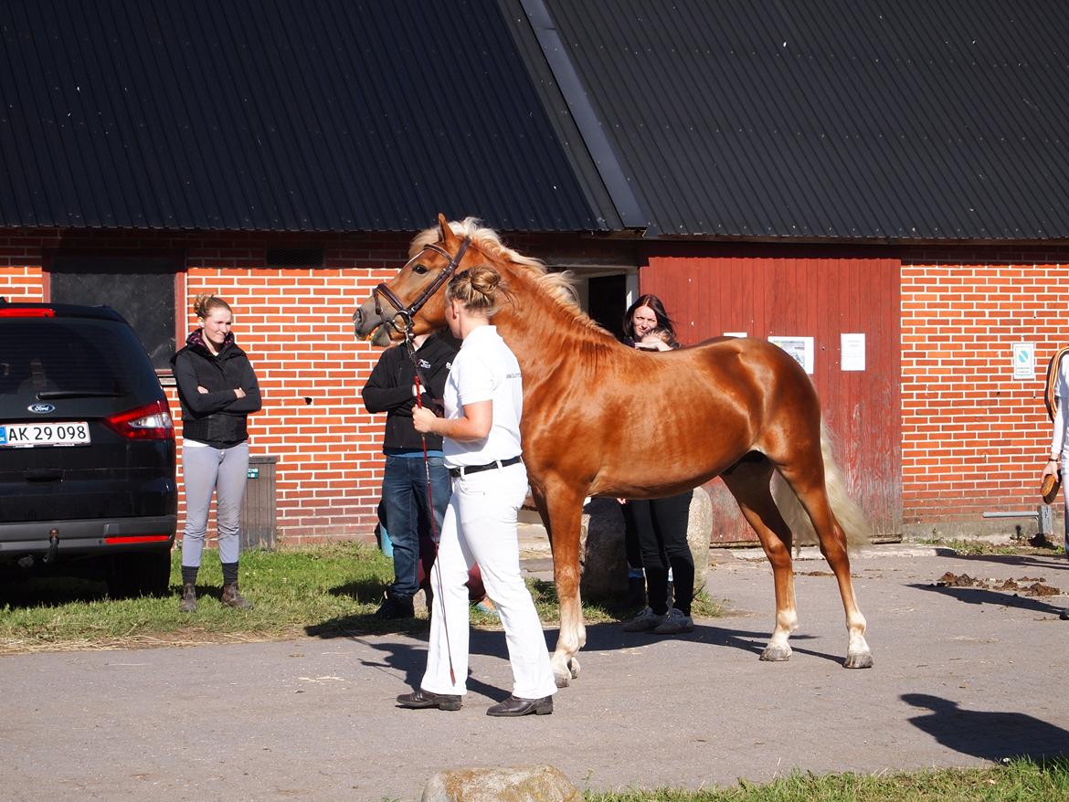 Haflinger Absalon Nordan m/ Avlsgodkendelse billede 1