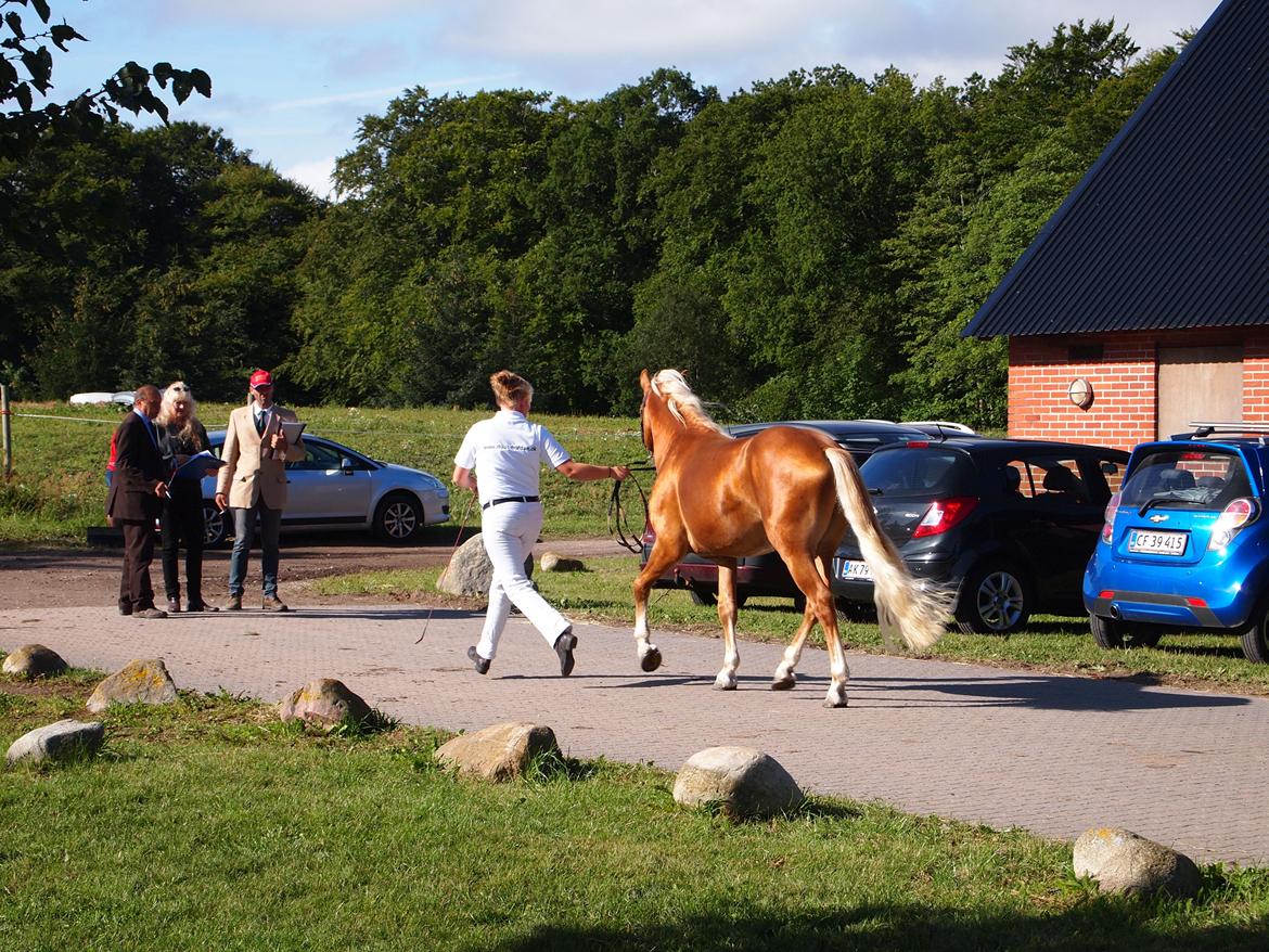 Haflinger Absalon Nordan m/ Avlsgodkendelse billede 2