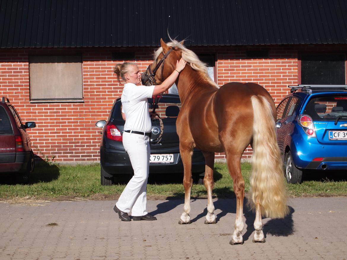 Haflinger Absalon Nordan m/ Avlsgodkendelse billede 5