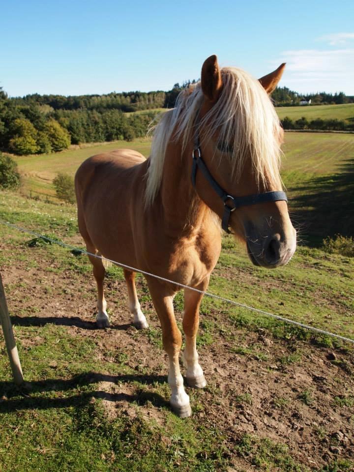 Haflinger Absalon Nordan m/ Avlsgodkendelse billede 7