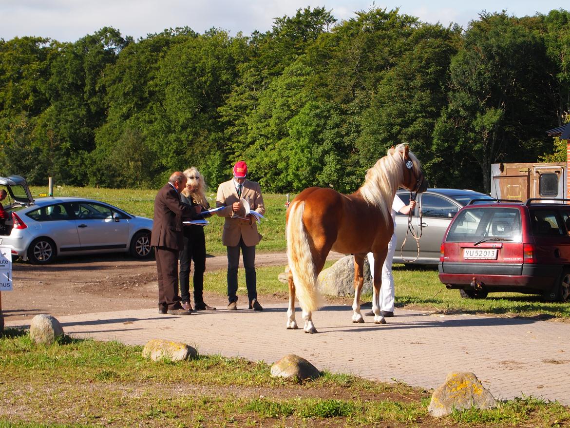 Haflinger Absalon Nordan m/ Avlsgodkendelse billede 4
