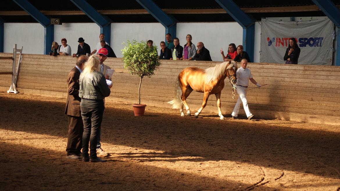 Haflinger Absalon Nordan m/ Avlsgodkendelse billede 9