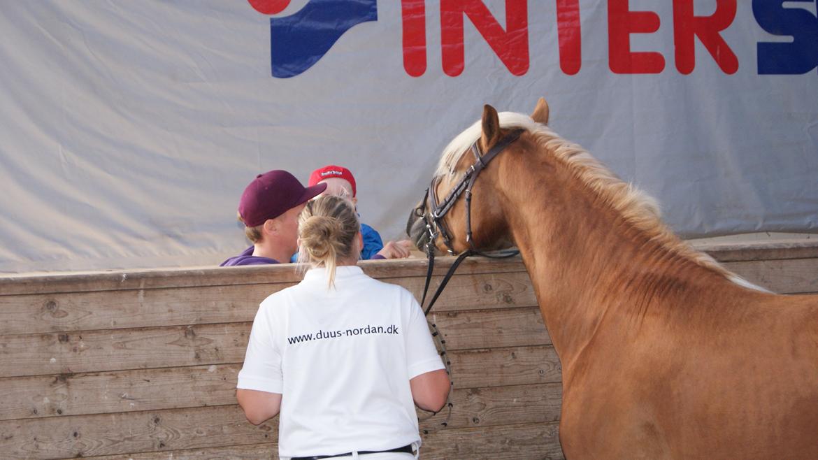 Haflinger Absalon Nordan m/ Avlsgodkendelse billede 11