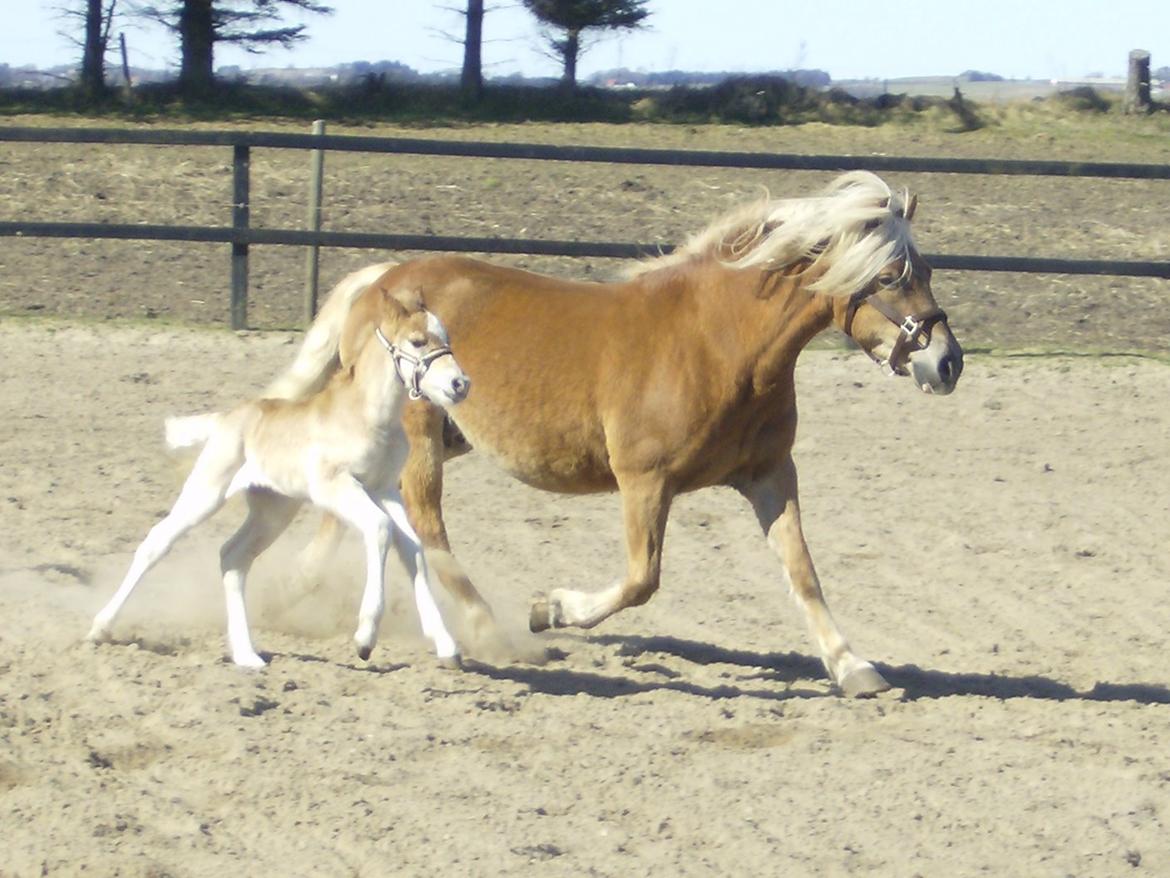 Haflinger Absalon Nordan m/ Avlsgodkendelse billede 12