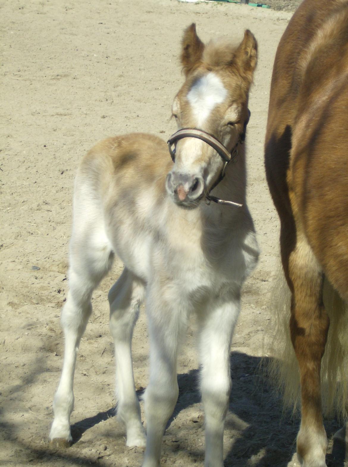 Haflinger Absalon Nordan m/ Avlsgodkendelse billede 14
