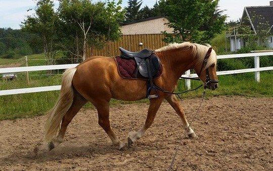 Haflinger Absalon Nordan m/ Avlsgodkendelse billede 8