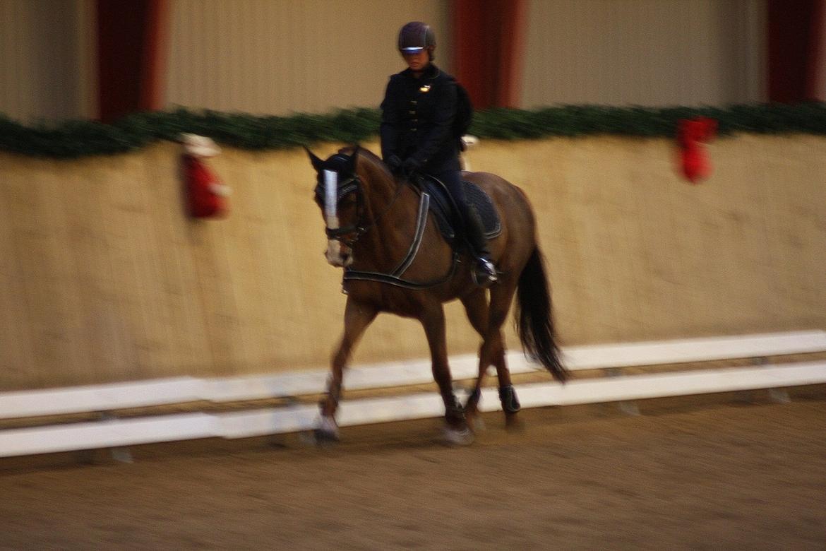 Hannoveraner Con Coy billede 10