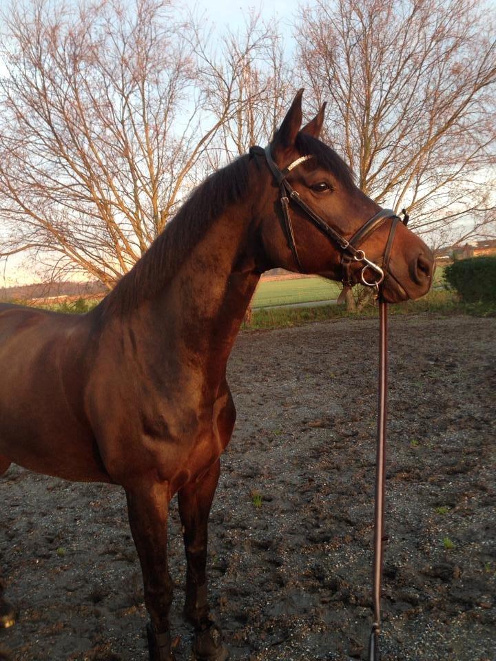 Dansk Varmblod Nitouche af sulsted billede 19