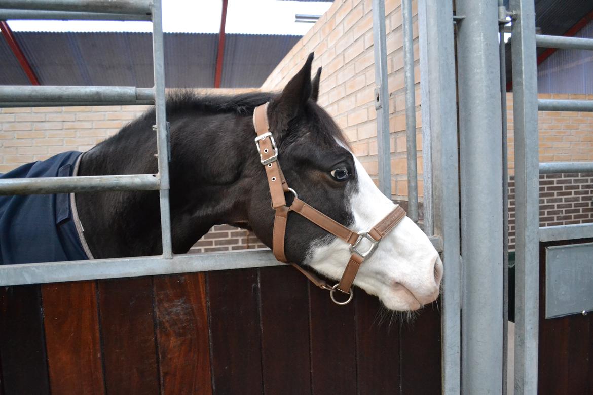 Anden særlig race Bjeldbaks Bingo B-pony - November 2014 - Bingos sidste dag hos mig :-) billede 17