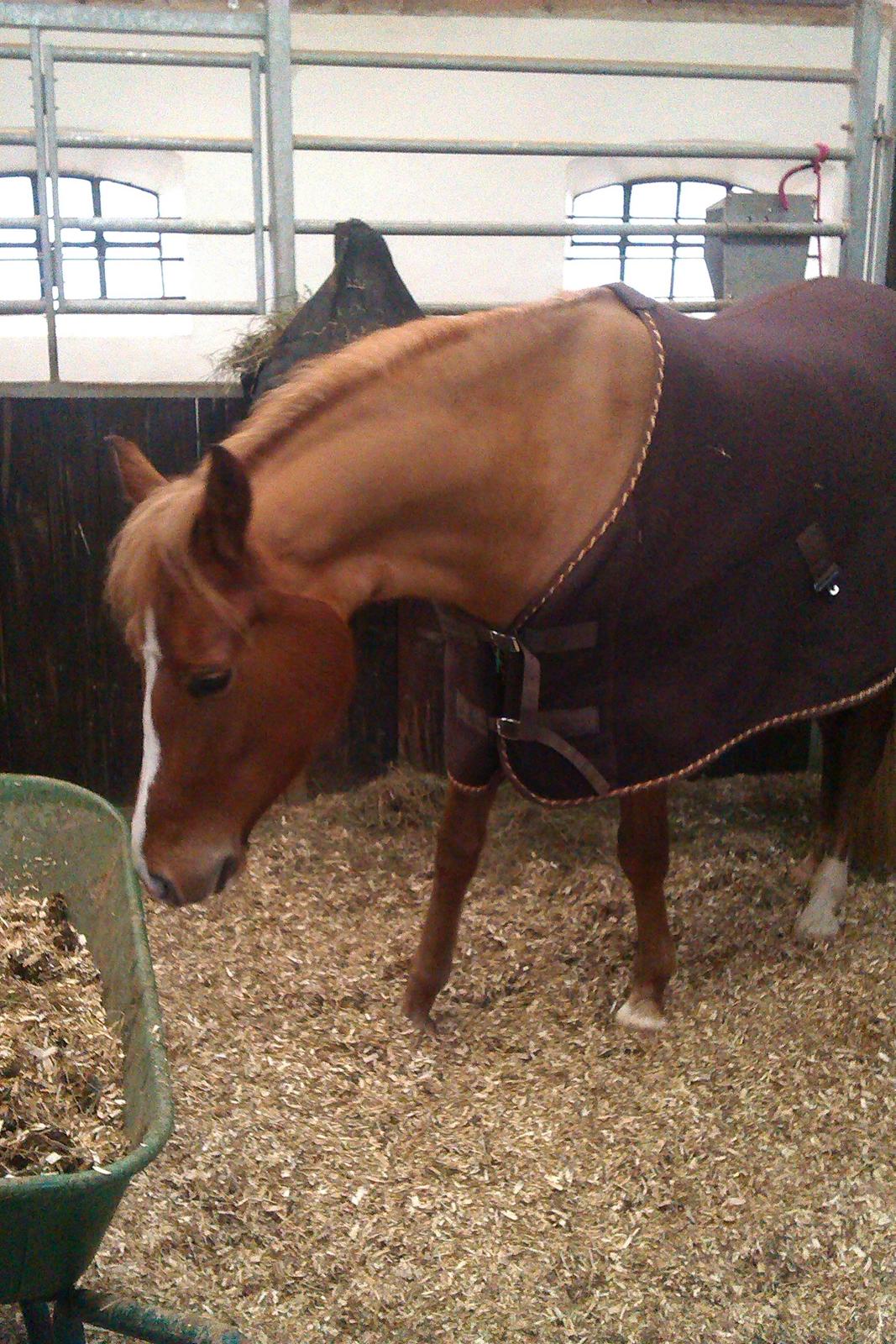 Palomino Havens Aura - Er det mig der har lavet alt det ?? billede 7