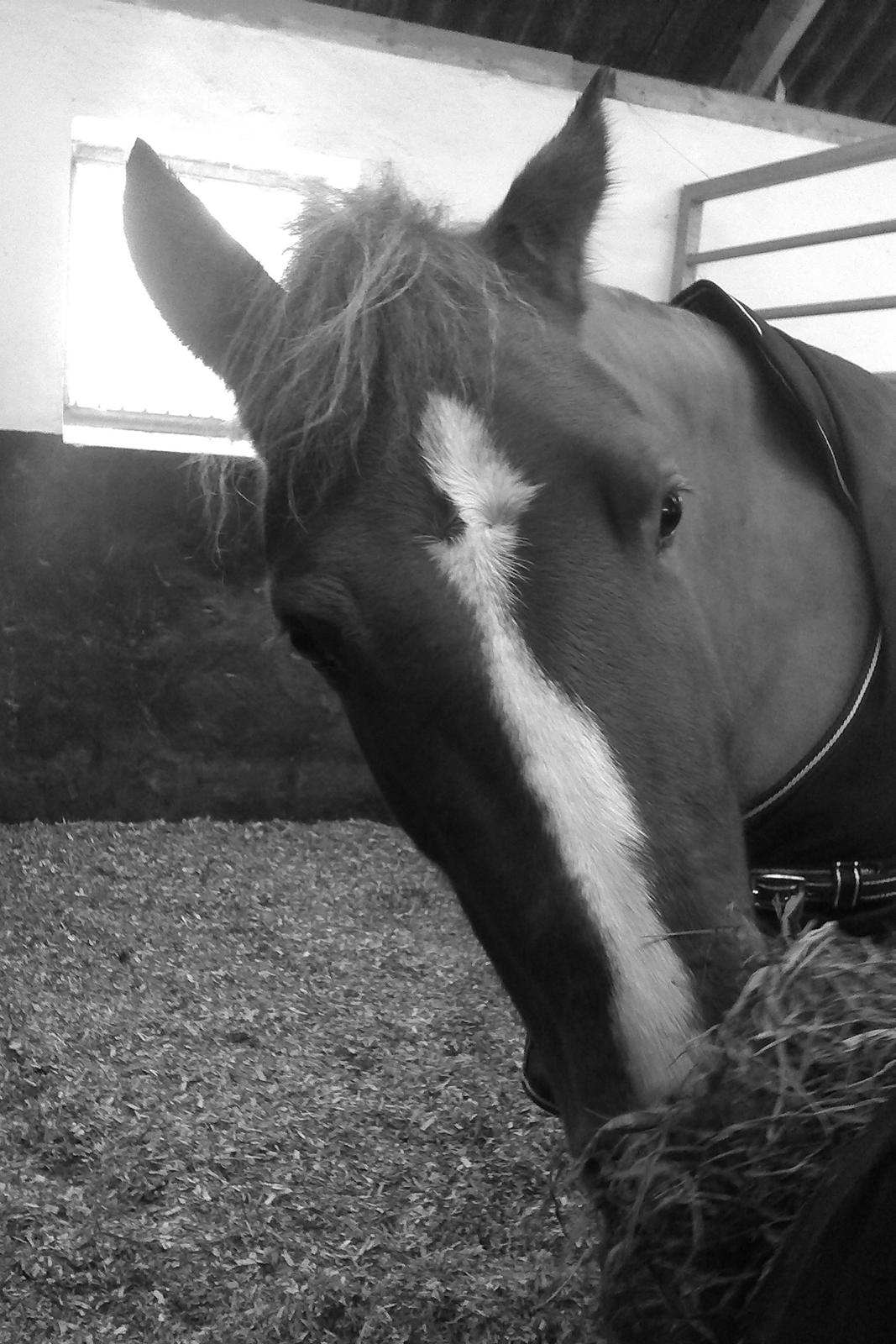 Palomino Havens Aura - Ikk tage billeder nu moar.. jeg spiser og har morgenhår billede 8