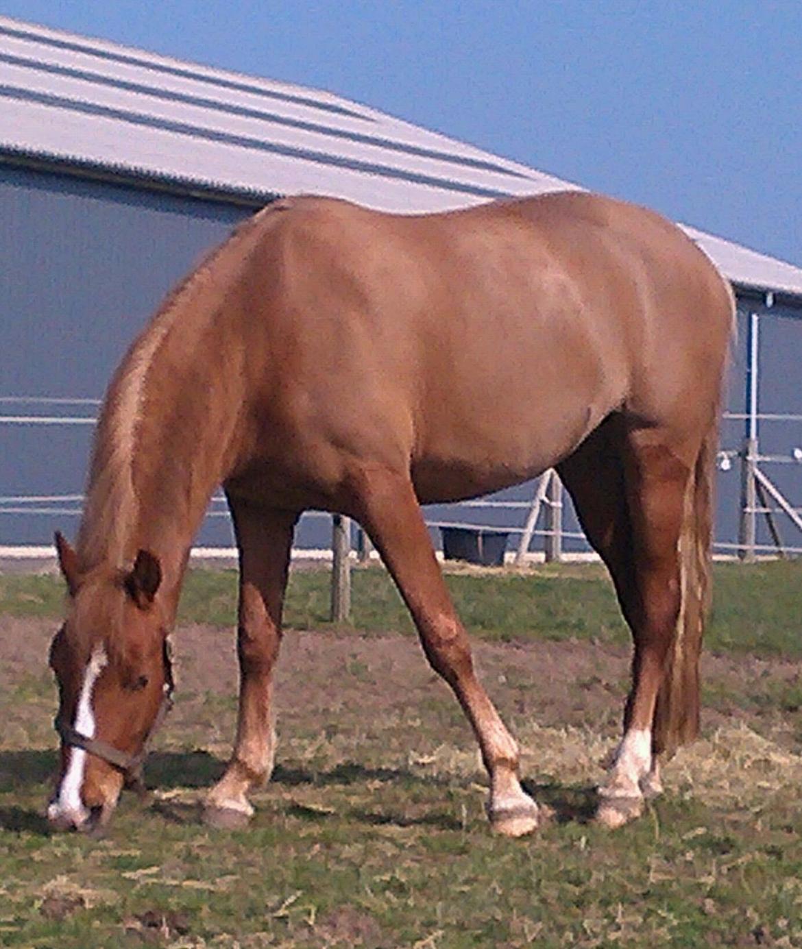 Palomino Havens Aura - Første forårs dag uden dækken - Bare skønt  billede 9