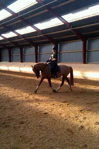 Palomino Havens Aura - Så fin min musse er under tilridning  billede 10